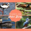 Different Types of Water Birds
