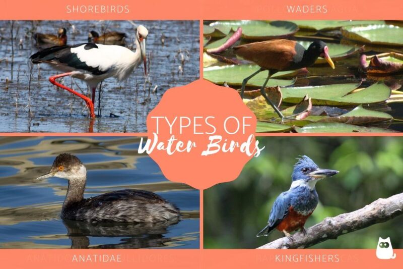 Different Types of Water Birds